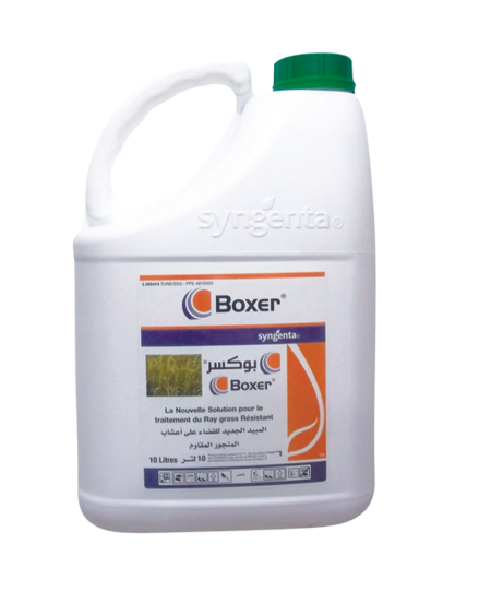Boxer® 800 EC – Herbicide contre le ray-grass résistant du blé en Tunisie