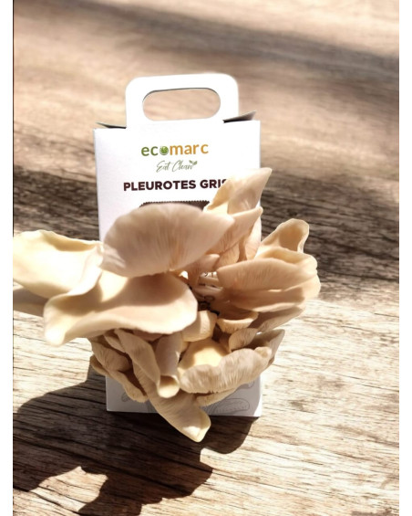 Kit de champignons Pleurote