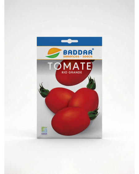 Semence Tomate Rio Grande Baddar | Agriclic.tn