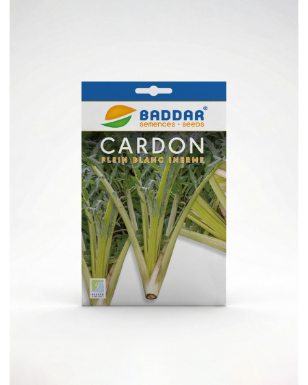 Semence Cardon Baddar – Graines Potagères | Agriclic.tn