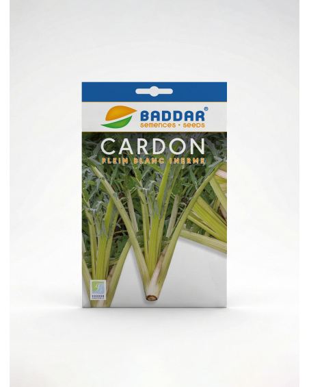 Semence Cardon Baddar – Graines Potagères | Agriclic.tn