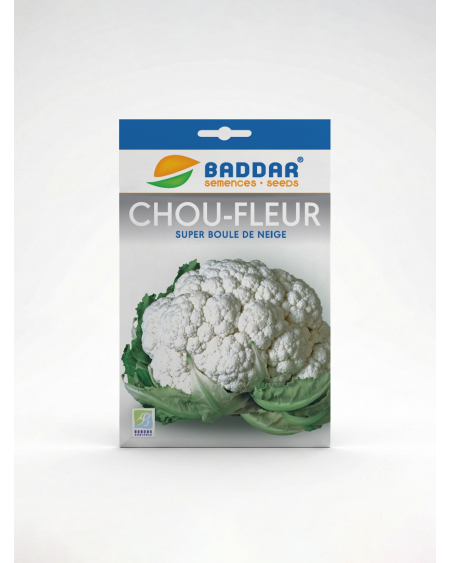 SEMENCE CHOU FLEUR BOULE DE NEIGRE BADDAR