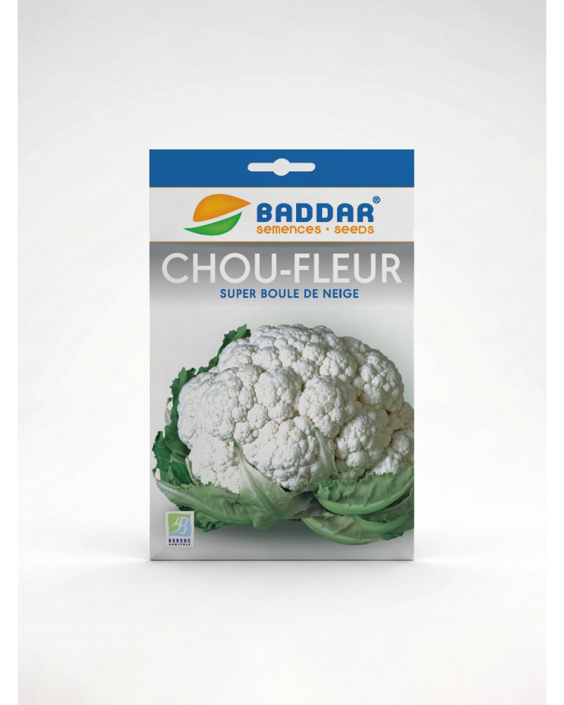 SEMENCE CHOU FLEUR BOULE DE NEIGRE BADDAR