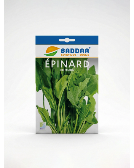 Épinard Commun Baddar – Semences potagères | Agriclic.tn