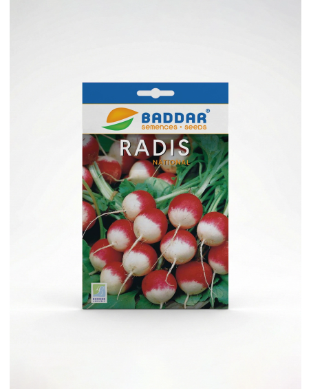SEMENCE RADIS NATIONAL BADDAR
