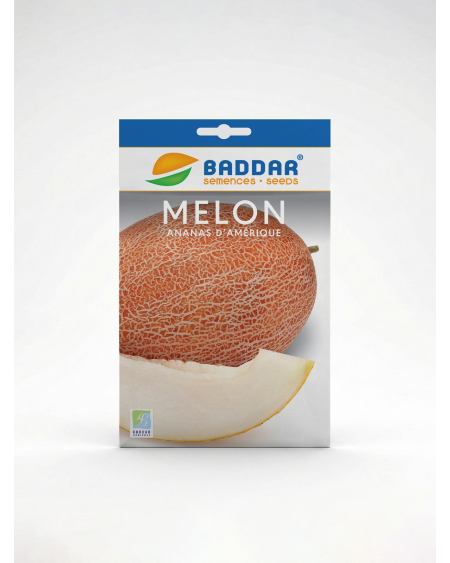Melon Ananas Amérique – Semence de melon | Agriclic.tn