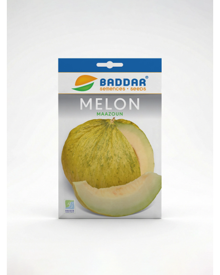 Semence Melon Maazoun Baddar | Agriclic.tn
