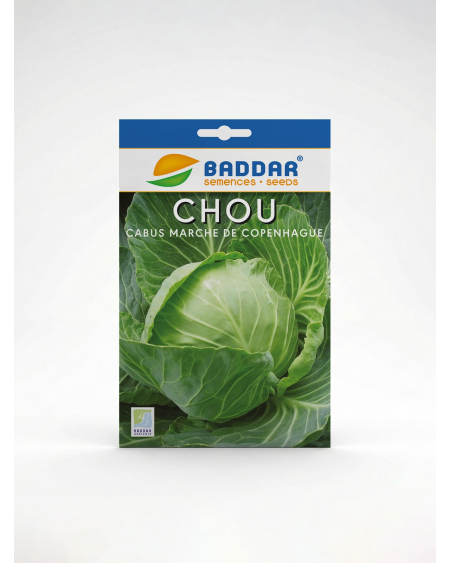 Chou Cabus Marché de Copenhague Baddar | Agriclic.tn