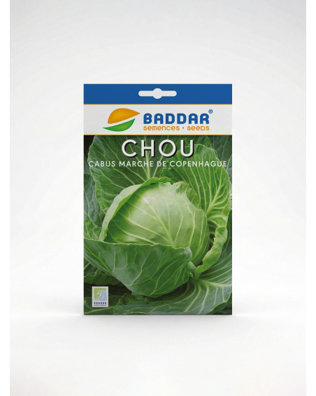 Chou Cabus Marché de Copenhague Baddar | Agriclic.tn