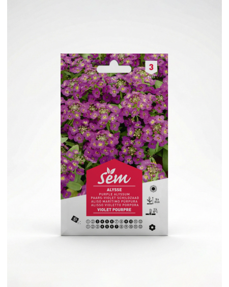Alysse Violette Pourpre – Semence Fleur | Agriclic.tn