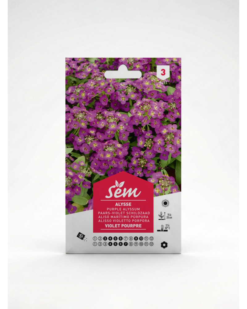 Alysse Violette Pourpre – Semence Fleur | Agriclic.tn