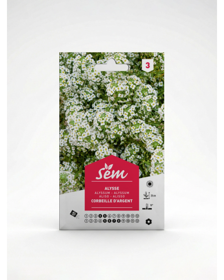 Alysse Corbeille d’Argent M – Semences | Agriclic.tn
