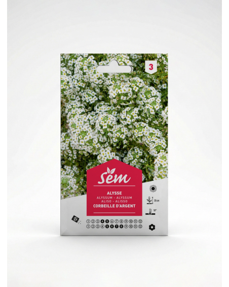 Alysse Corbeille d’Argent M – Semences | Agriclic.tn