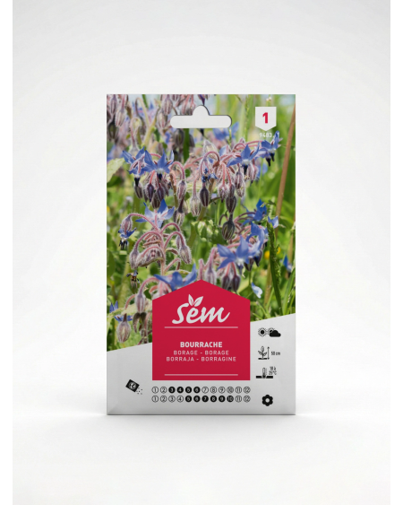 Semence Bourrache – Fleur Mellifère & Aromatique | Agriclic.tn