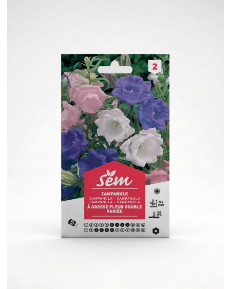 Campanule à Grosse Fleur Double | Agriclic.tn