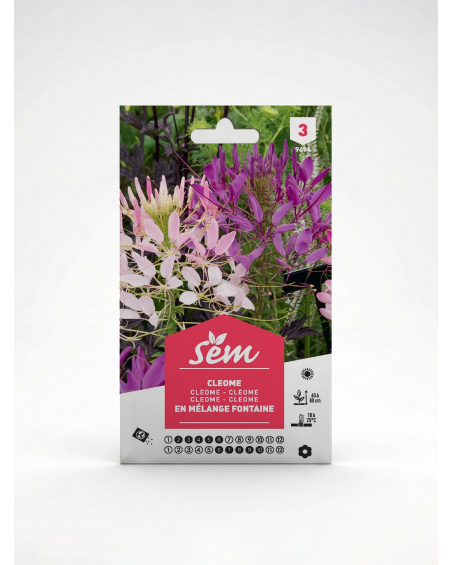 Cleome – Semence Fleur Araignée | Agriclic.tn