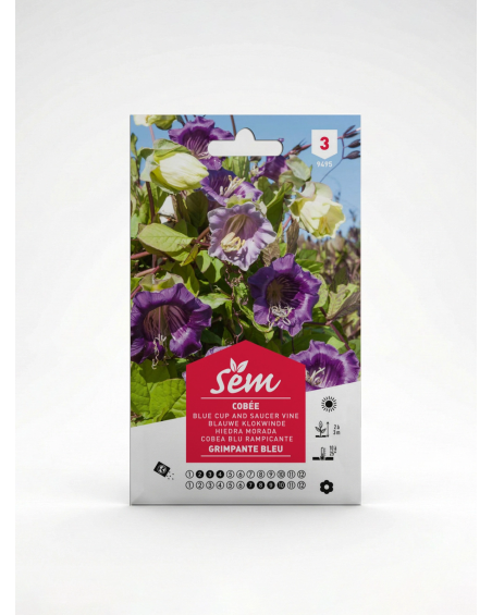 Cobée Grimpante Bleue – Semences | Agriclic.tn