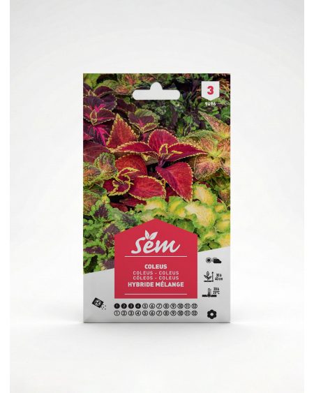 Coleus – Semences Plante Ornementale | Agriclic.tn
