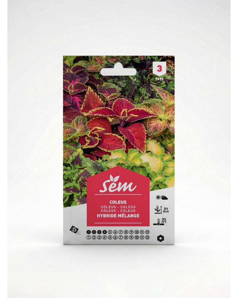 Coleus – Semences Plante Ornementale | Agriclic.tn