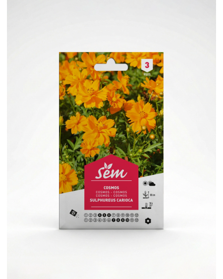 Cosmos – Semences de Fleurs Ornementales | Agriclic.tn