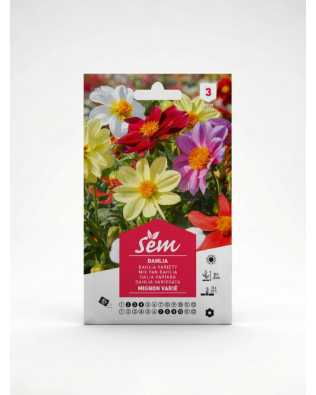 Dahlia Mignon Varié – Semences de Fleurs | Agriclic.tn