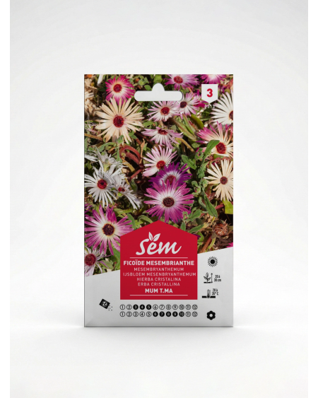 Ficoïde – Semences de Fleurs Couvre-Sol | Agriclic.tn