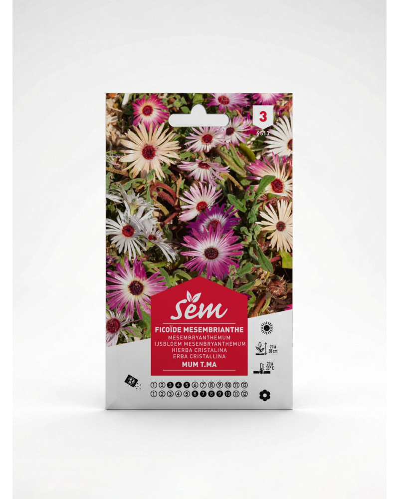 Ficoïde – Semences de Fleurs Couvre-Sol | Agriclic.tn
