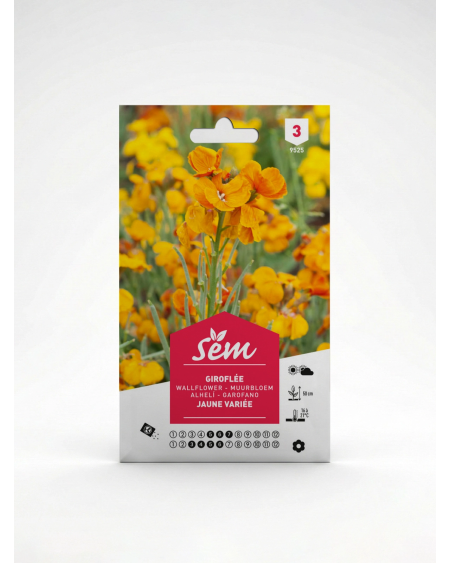 Giroflée Jaune Variée – Semences de Fleurs | Agriclic.tn