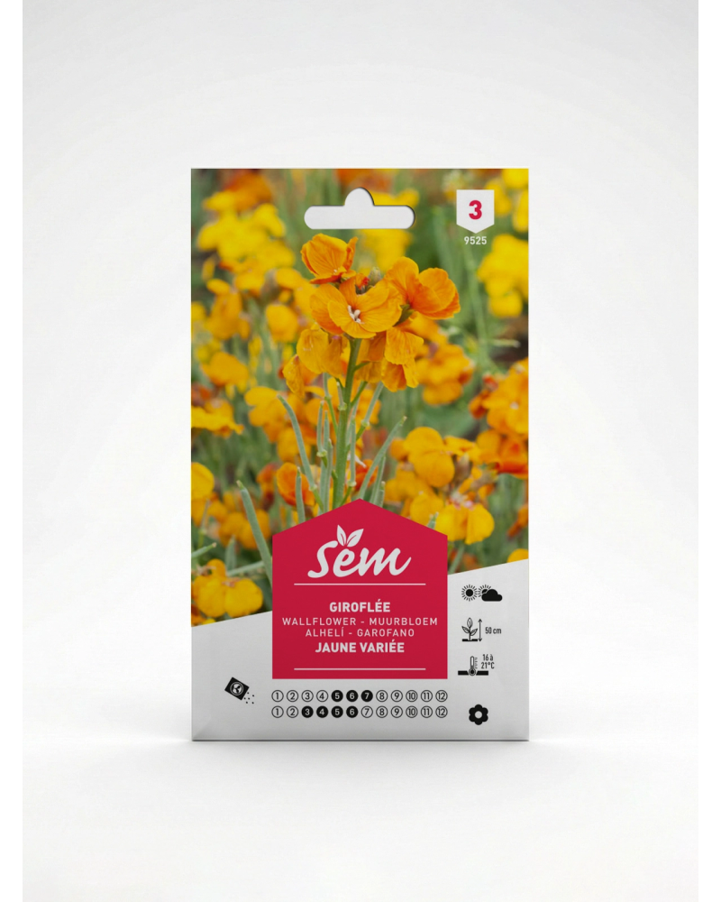 Giroflée Jaune Variée – Semences de Fleurs | Agriclic.tn