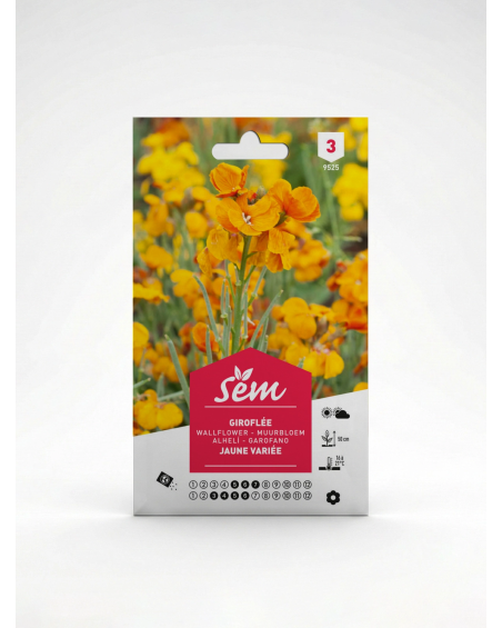 Giroflée Jaune Variée – Semences de Fleurs | Agriclic.tn
