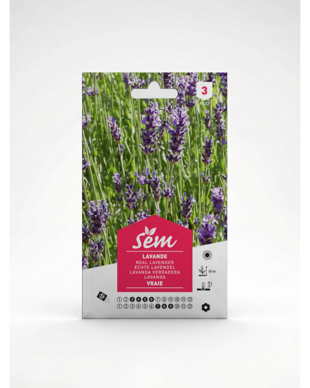Lavande – Semences Plante Aromatique | Agriclic.tn