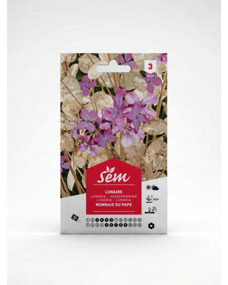 Lunnaire Monnaie du Pape – Semences | Agriclic.tn