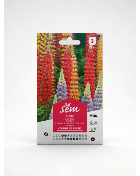 Lupin – Semences de fleurs ornementales | Agriclic.tn