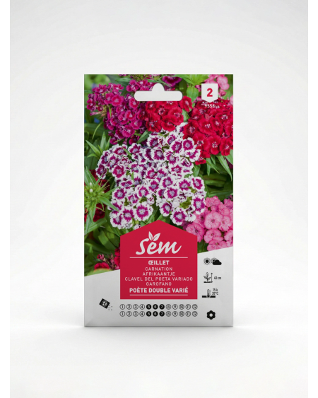 Œillet Poète – Semence Dianthus barbatus | Agriclic.tn