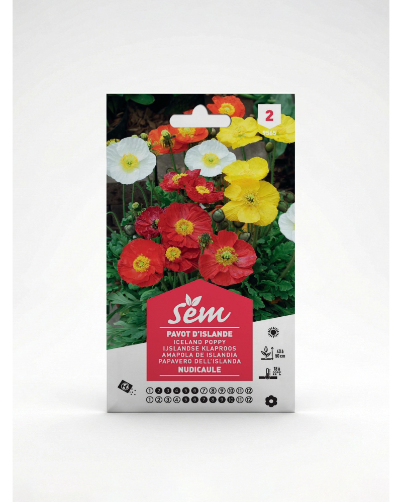 Pavot d’Islande – Semence Papaver nudicaule | Agriclic.tn