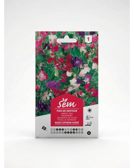 Pois de Senteur – Semences de Fleurs | Agriclic.tn
