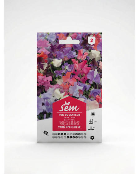 Pois de Senteur Spencer – Semences de Fleurs | Agriclic.tn