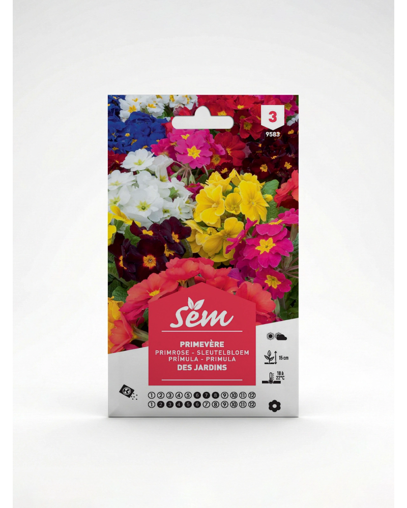 Primevère des Jardins – Semences Primula | Agriclic.tn