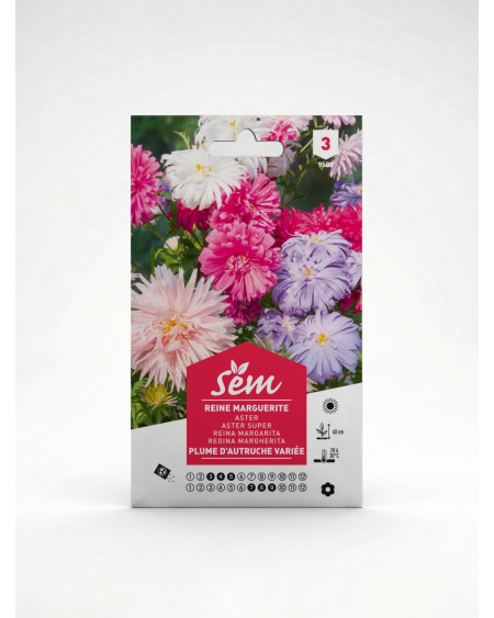 Reine Marguerite Plume d’Autruche Variée | Agriclic.tn