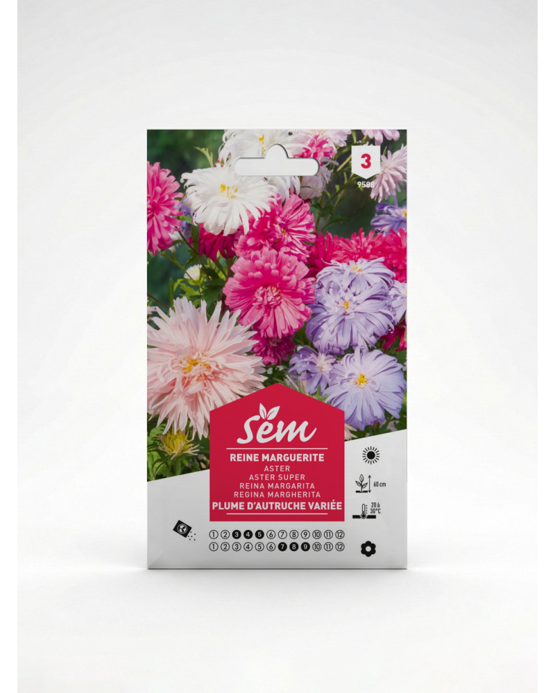 Reine Marguerite Plume d’Autruche Variée | Agriclic.tn