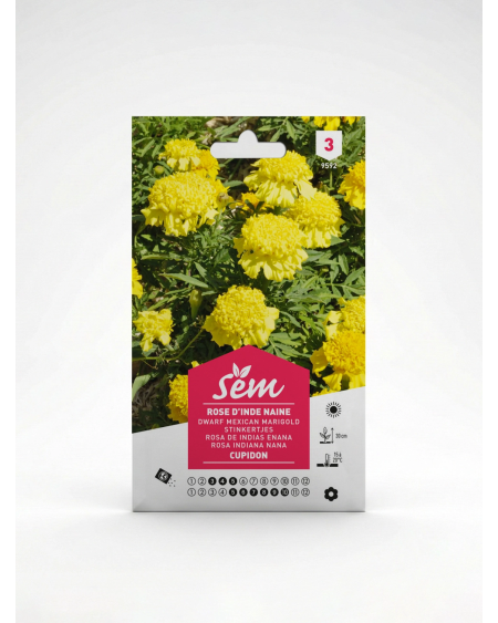 Rose d’Inde Cupidon – Semences de fleurs | Agriclic.tn