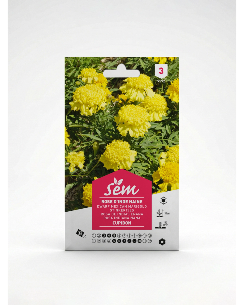 Rose d’Inde Cupidon – Semences de fleurs | Agriclic.tn