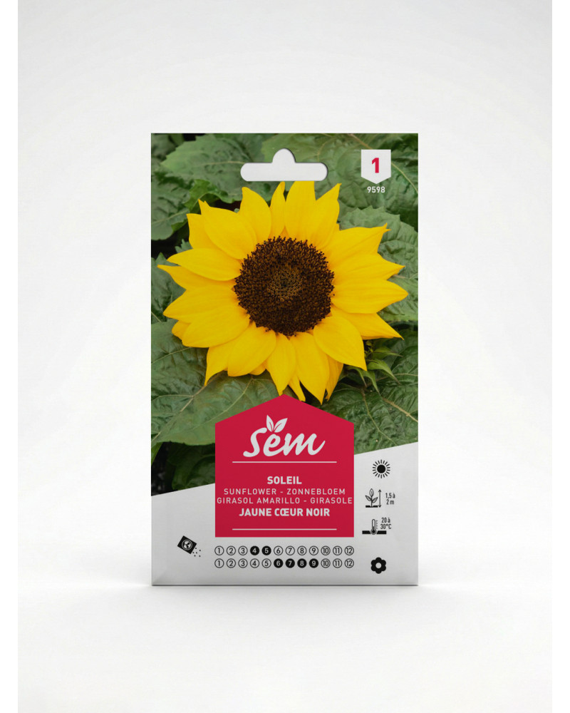 Soleil Jaune Cœur Noir – Semences Helianthus | Agriclic.tn