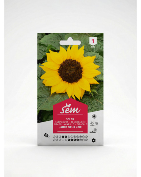 Soleil Jaune Cœur Noir – Semences Helianthus | Agriclic.tn