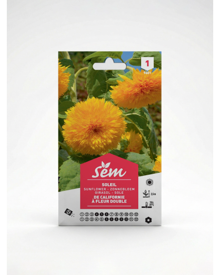 Soleil de Californie à Fleur Boule – Semences | Agriclic.tn