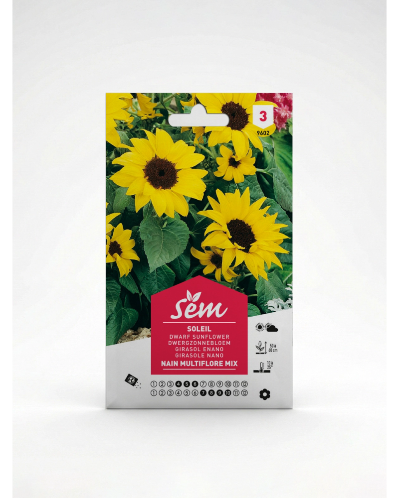 Soleil Nain Cœur Noir – Semences Helianthus | Agriclic.tn