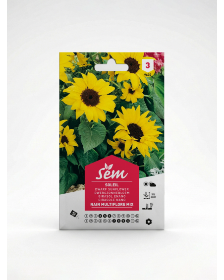 Soleil Nain Cœur Noir – Semences Helianthus | Agriclic.tn