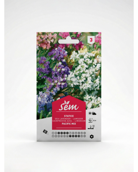 Statice – Semences de fleurs Limonium | Agriclic.tn
