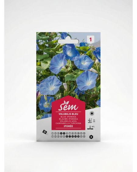 Volubilis Bleu Ipomée – Semence Fleur Grimpante | Agriclic.tn