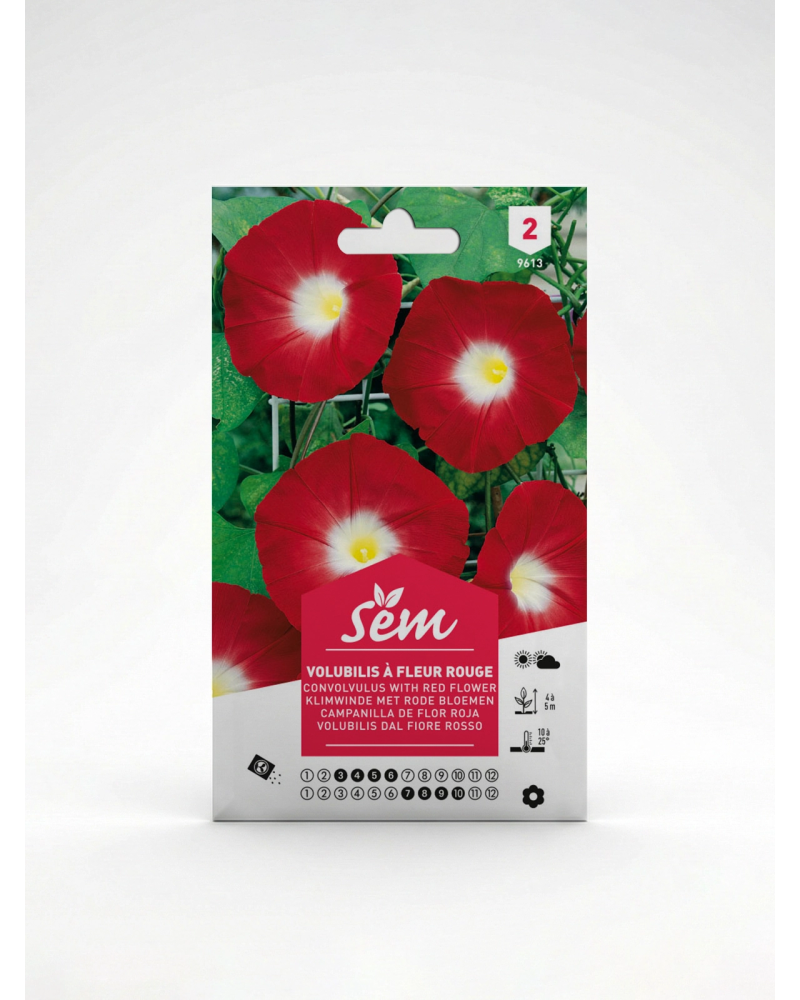 Volubilis à fleur rouge – Semences de fleurs grimpantes | Agriclic.tn